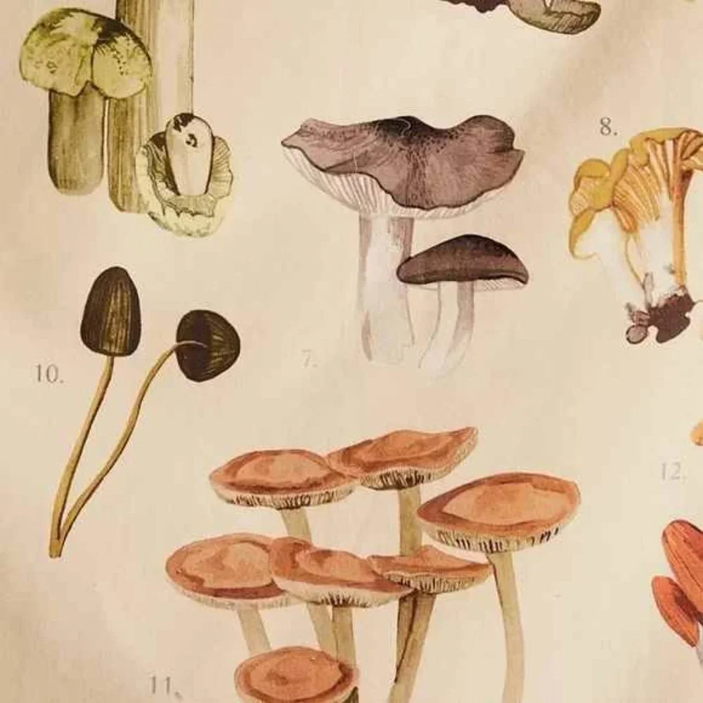 Mushroom Varieties Chart Tapestry Wall Decor